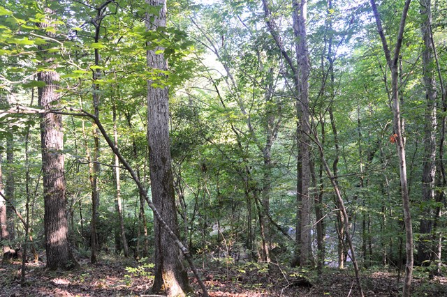 Lot 5 Kingsboro Road Hamilton, GA 31811 - Photo 7 of 12 View from campsite, view of creek down to right