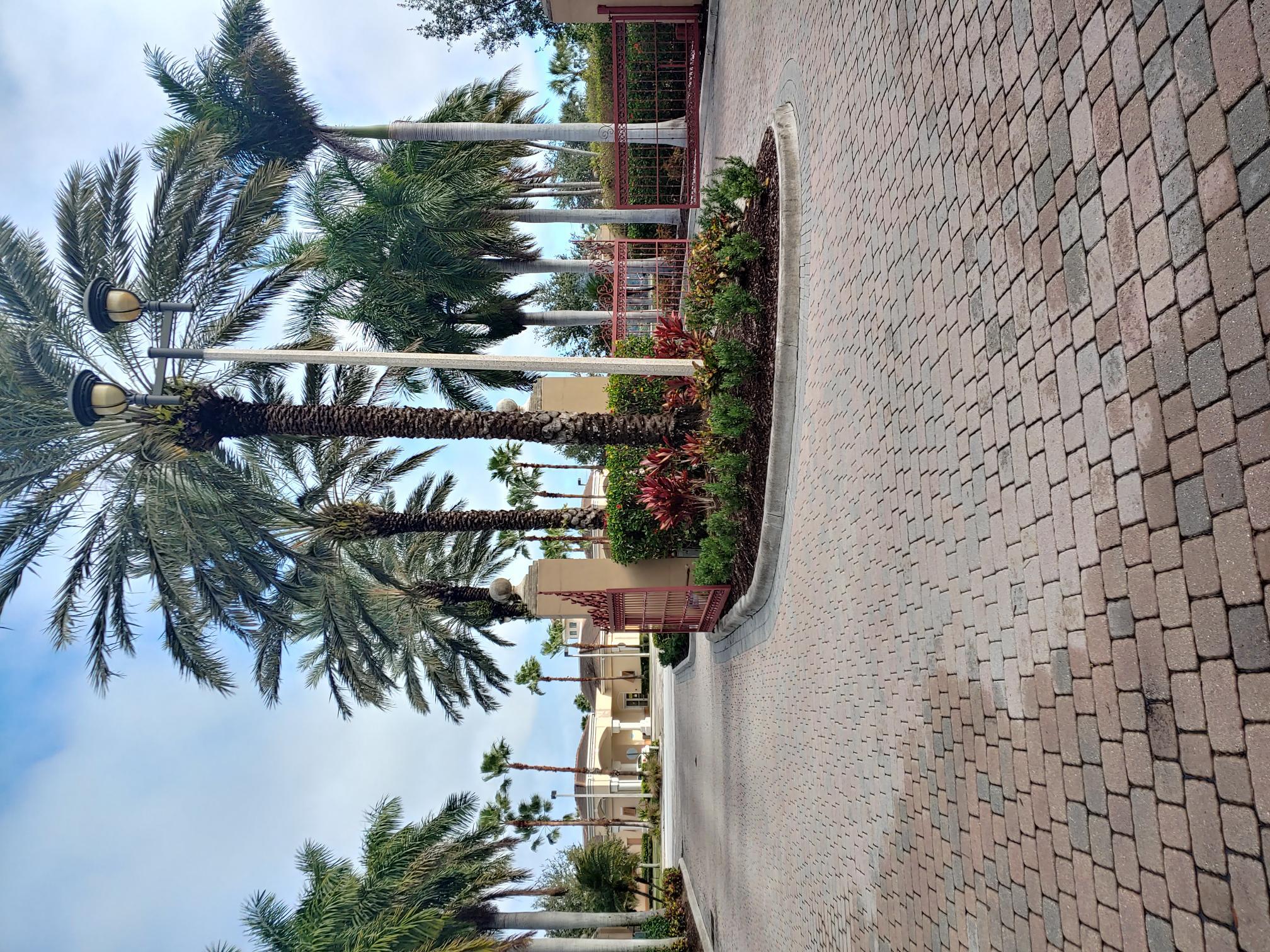 a palm tree sitting in front of a building