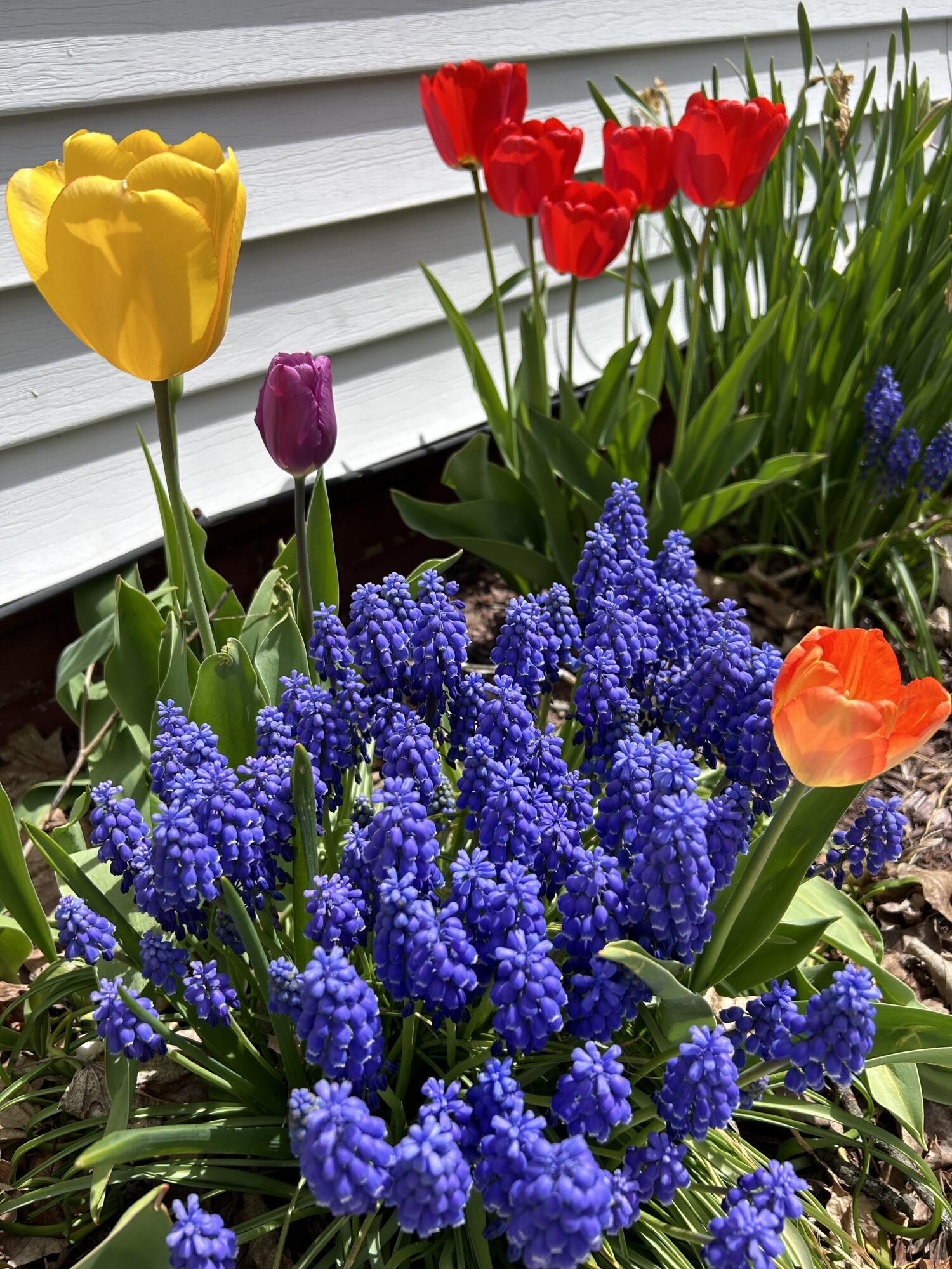 53 15th Street Bangor, ME 04401 - Photo 21 of 21 Established perennials