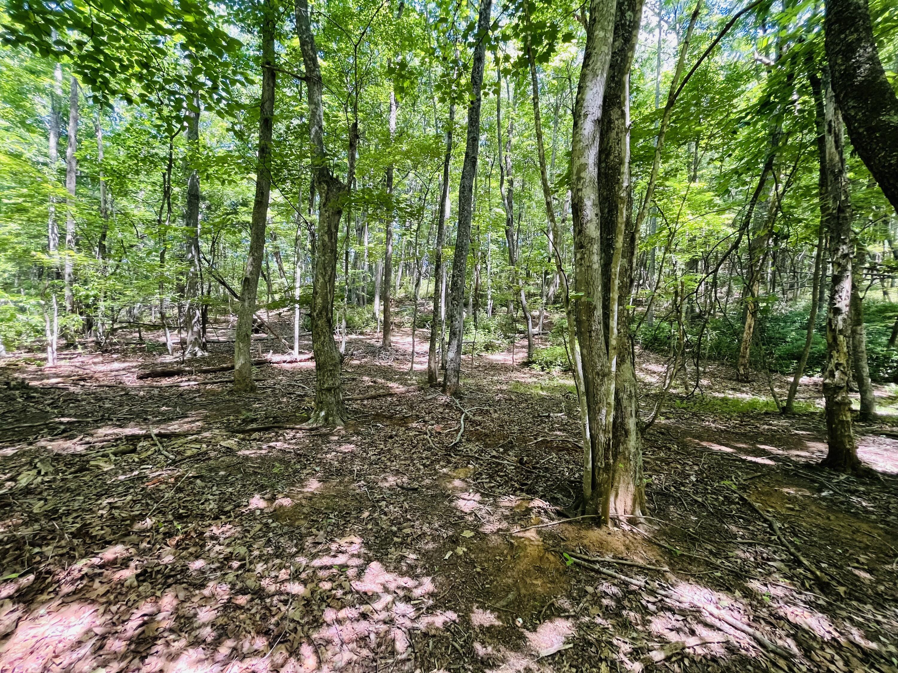 375 Silver Shadow Road Hardy, VA 24101 - Photo 42 of 47 IMG_7705