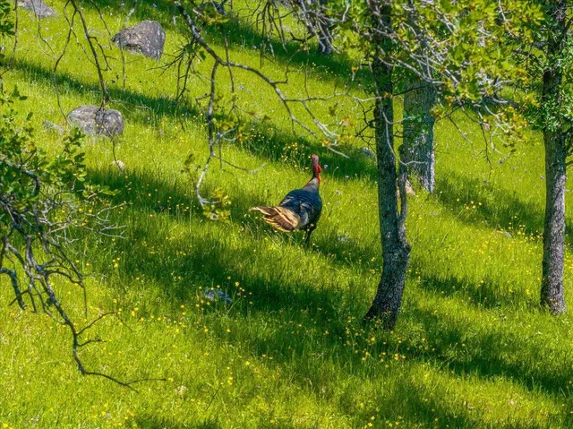 $3,890,000 | 26602 Snider Ranch Road, Oak Run, CA 96069