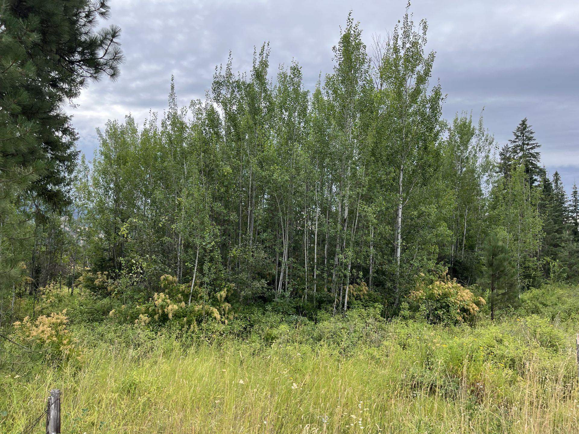 425 Best Chance Road Usk, WA 99180 - Photo 1 of 11