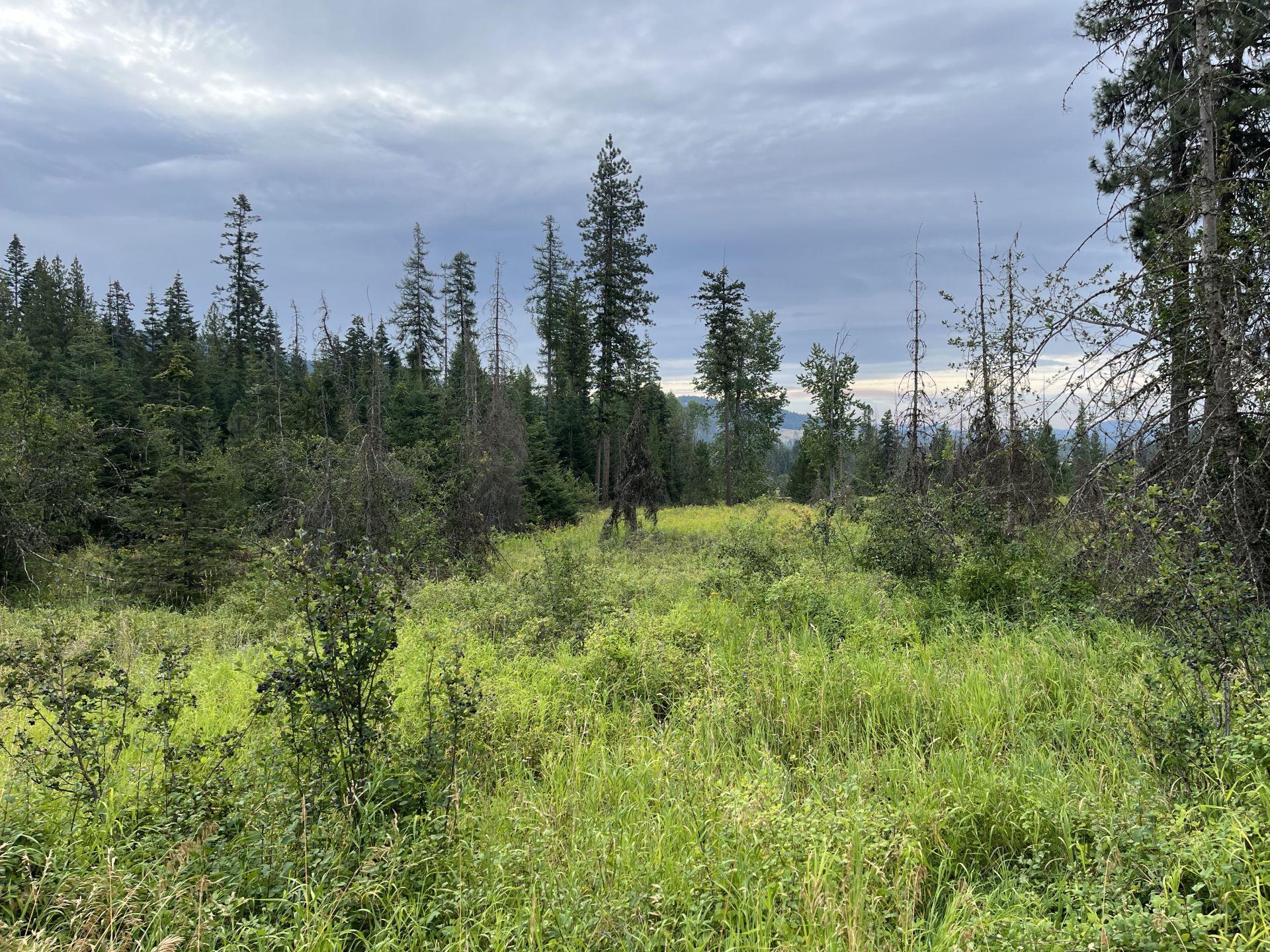 425 Best Chance Road Usk, WA 99180 - Photo 5 of 11