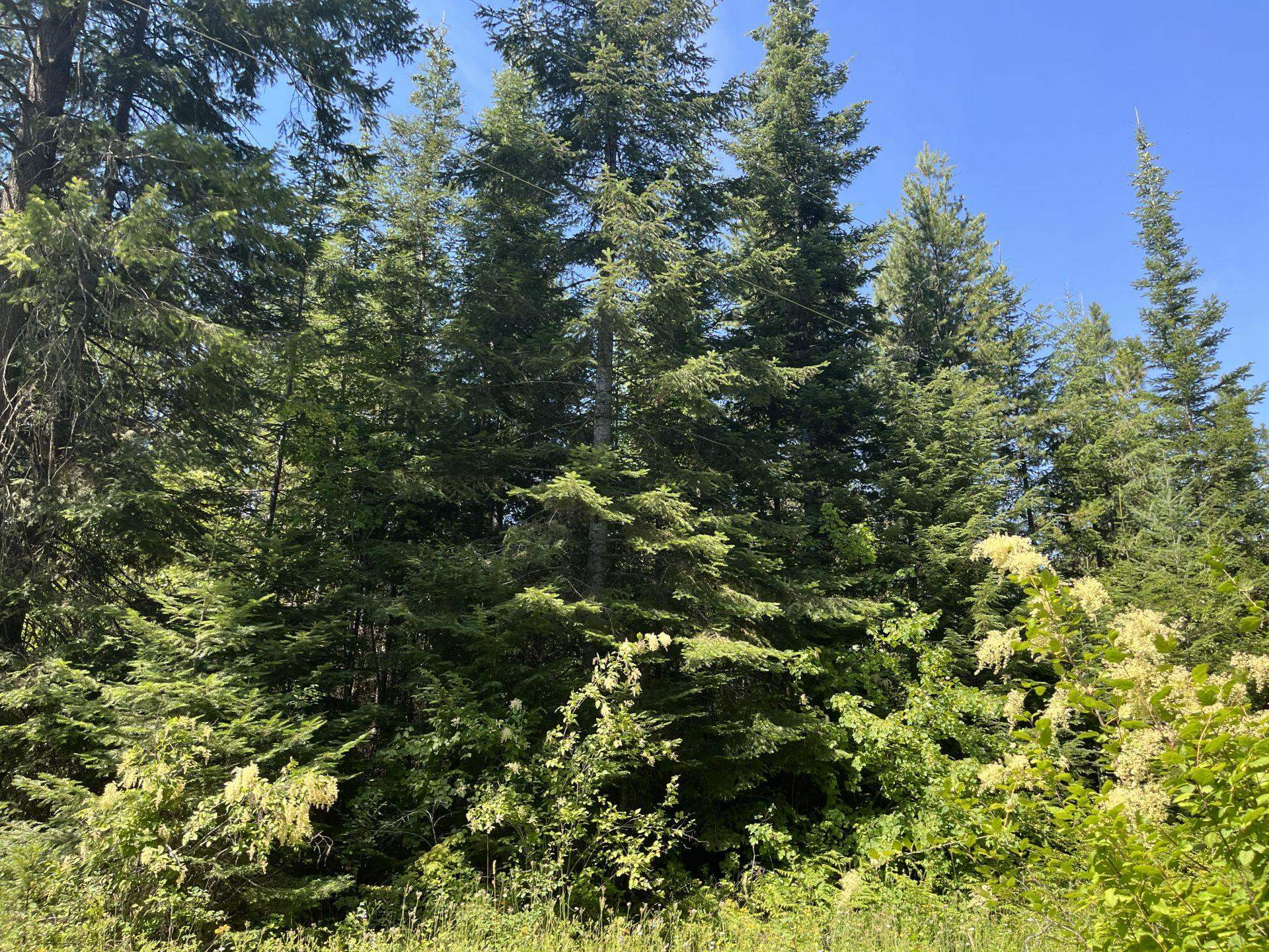 425 Best Chance Road Usk, WA 99180 - Photo 10 of 11