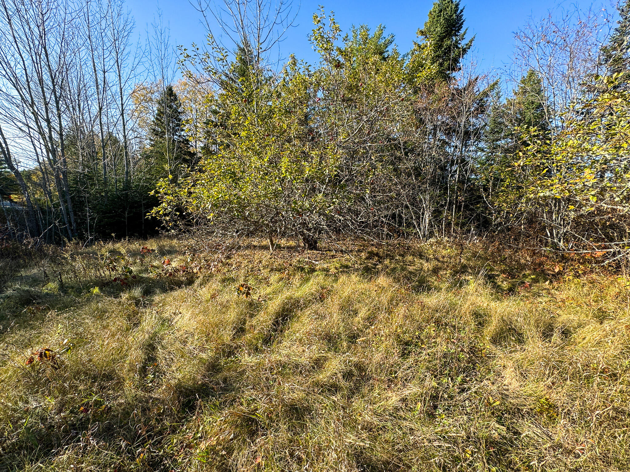 Lot 2.2 Belyea Road Dennysville, ME 04628 - Photo 8 of 20 8