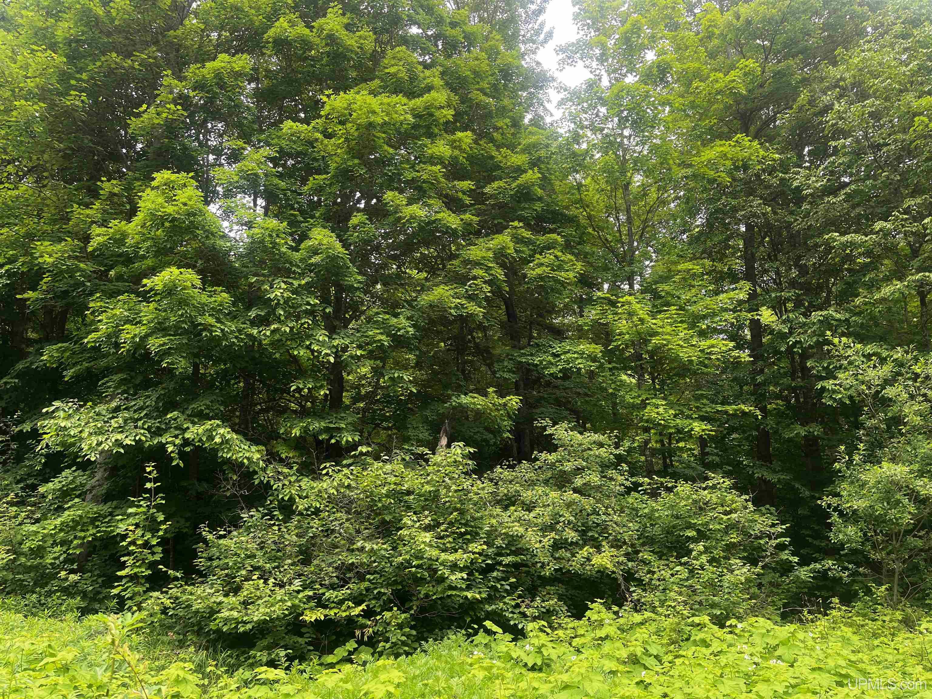 40-acres The Grade Road Crystal Falls, MI 49920 - Photo 29 of 39