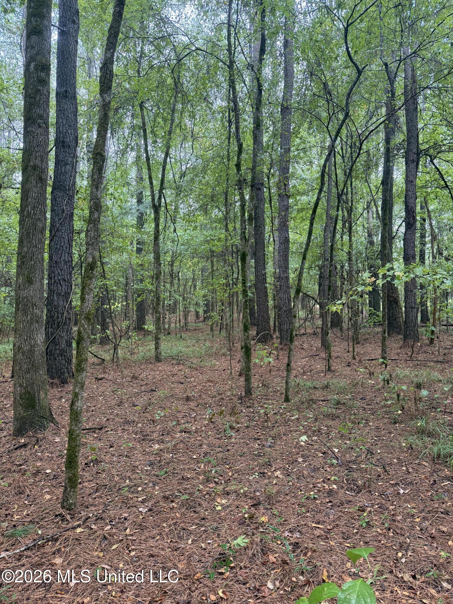 4167 County Road Sallis, MS 39160 - Photo 19 of 38 IMG_8965