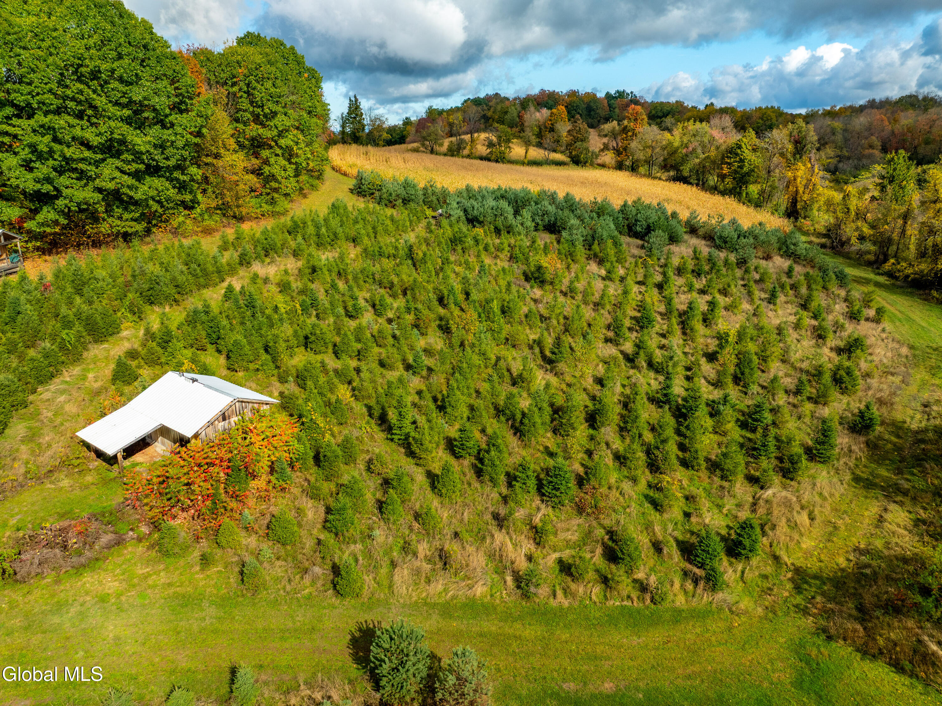 453 County Rte 47 Argyle, NY 12809 - Photo 34 of 36 Tree Farm