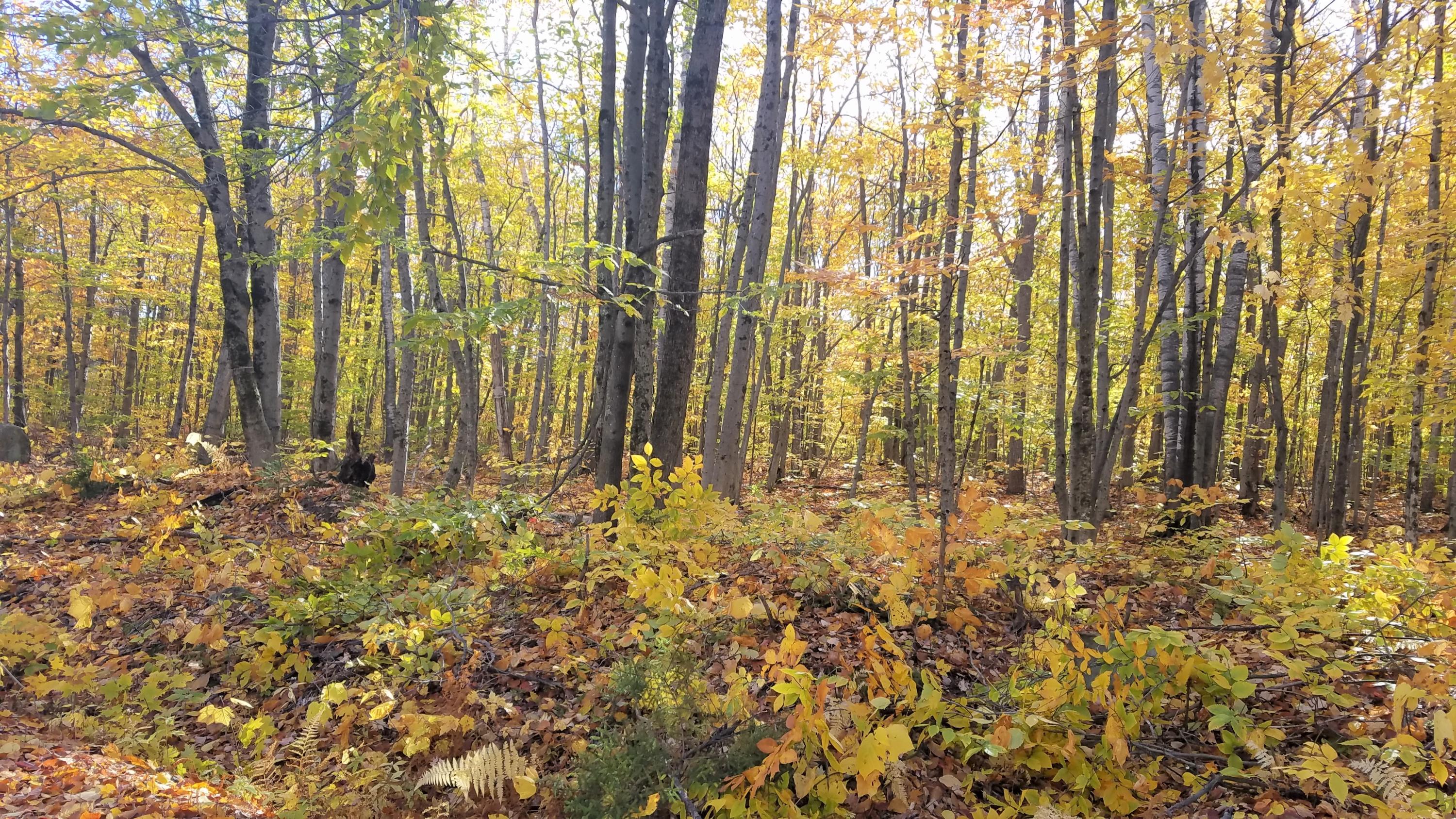 20191018_094350 (002)