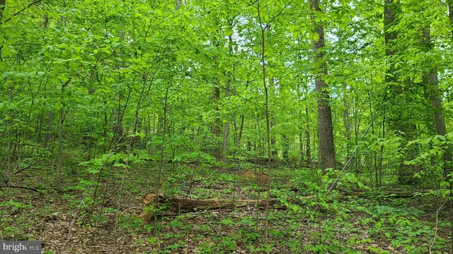 a view of a lush green forest