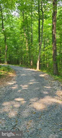 a view of a yard with large trees