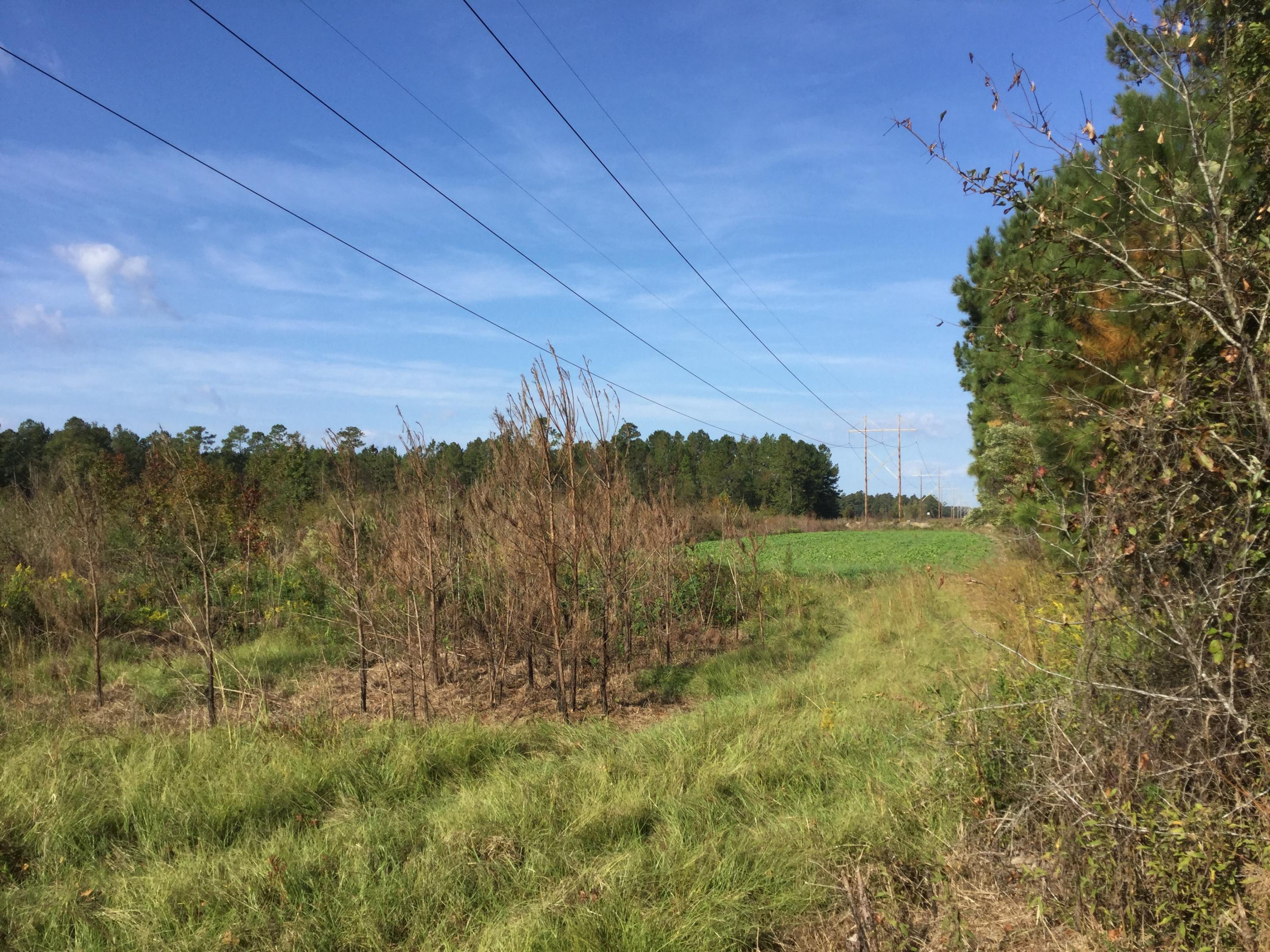 0 Ram Horn Road Varnville, SC 29944 - Photo 15 of 18 IMG_0014