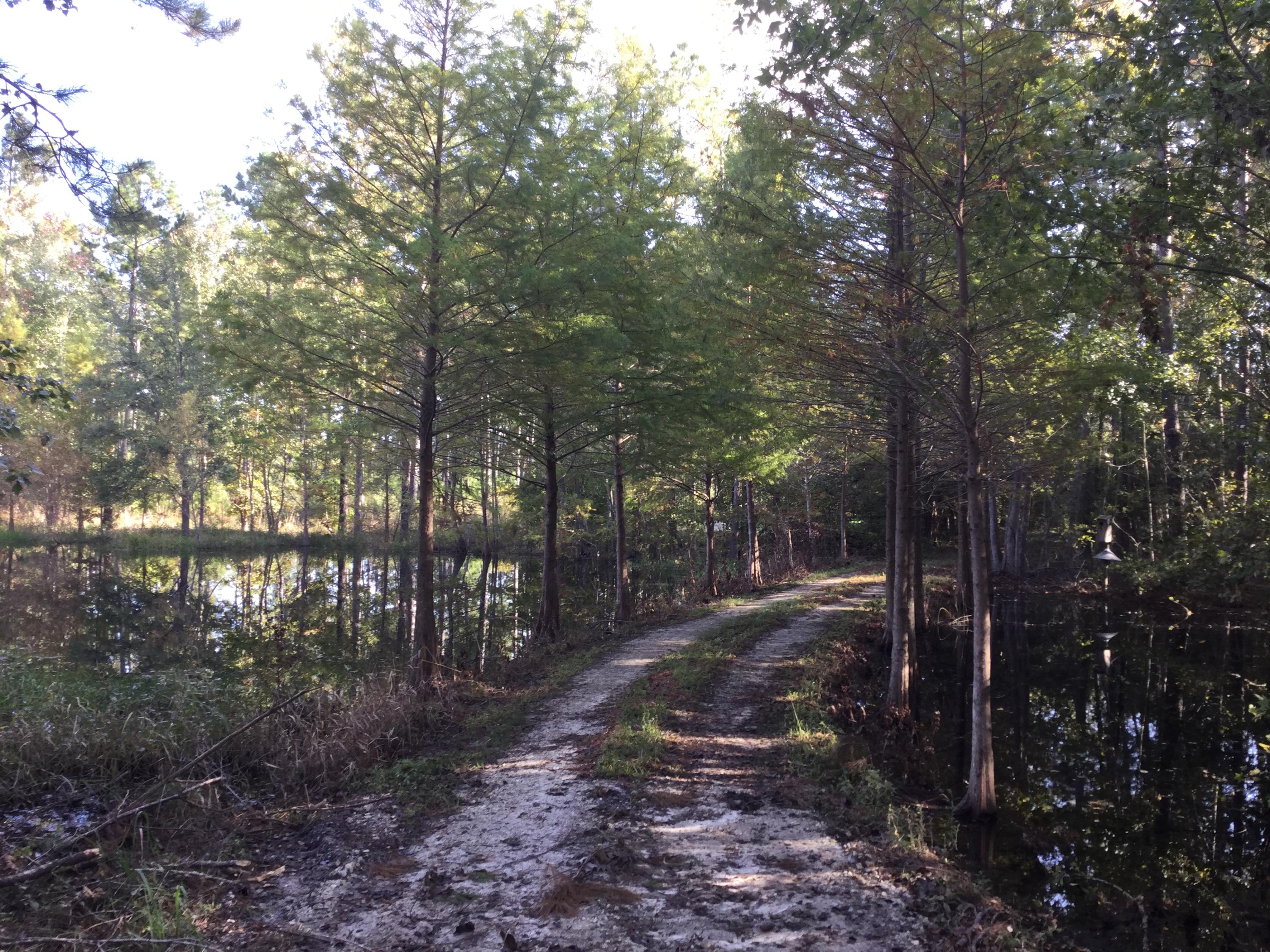 0 Ram Horn Road Varnville, SC 29944 - Photo 5 of 18 IMG_0003