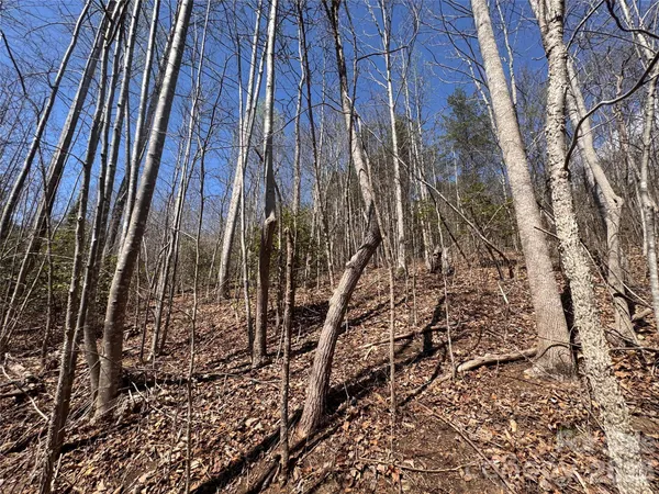 a view of a yard with trees