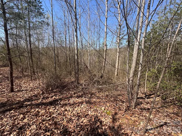 a view of a yard with large trees
