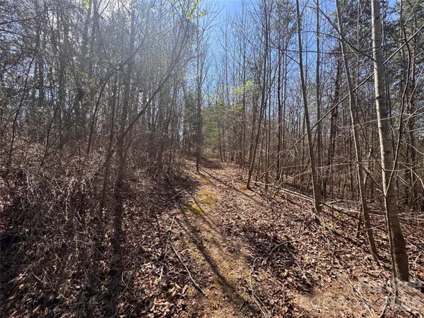 a view of a forest with trees in the background