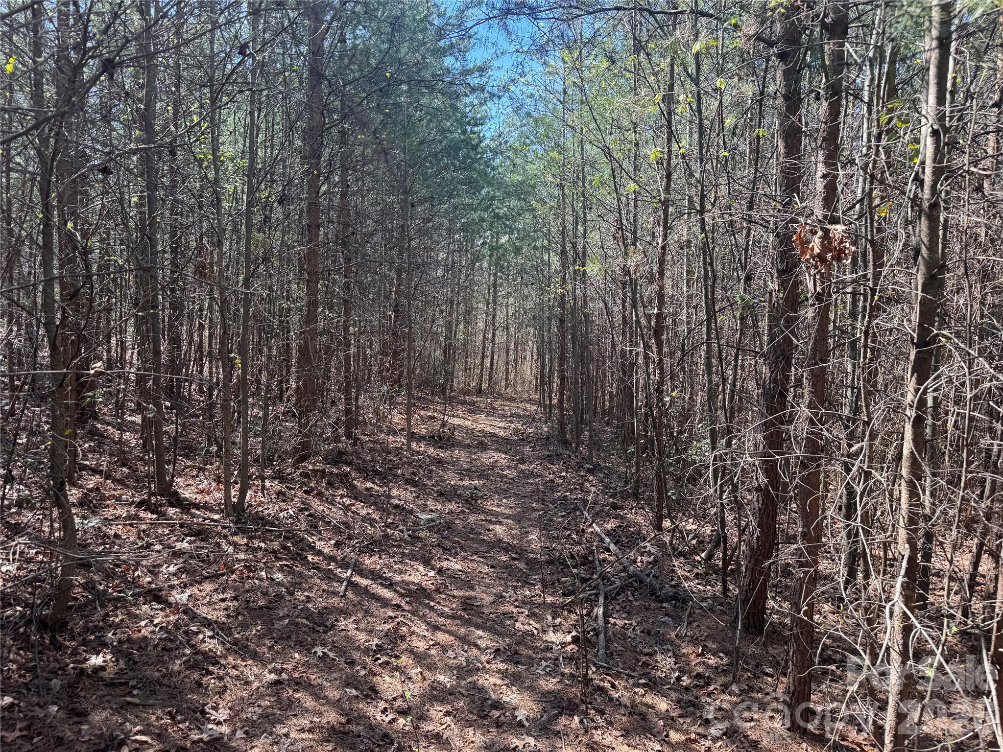 335 Woodrow Hoyle Road Casar, NC 28020 - Photo 23 of 32 a view of a yard with large trees