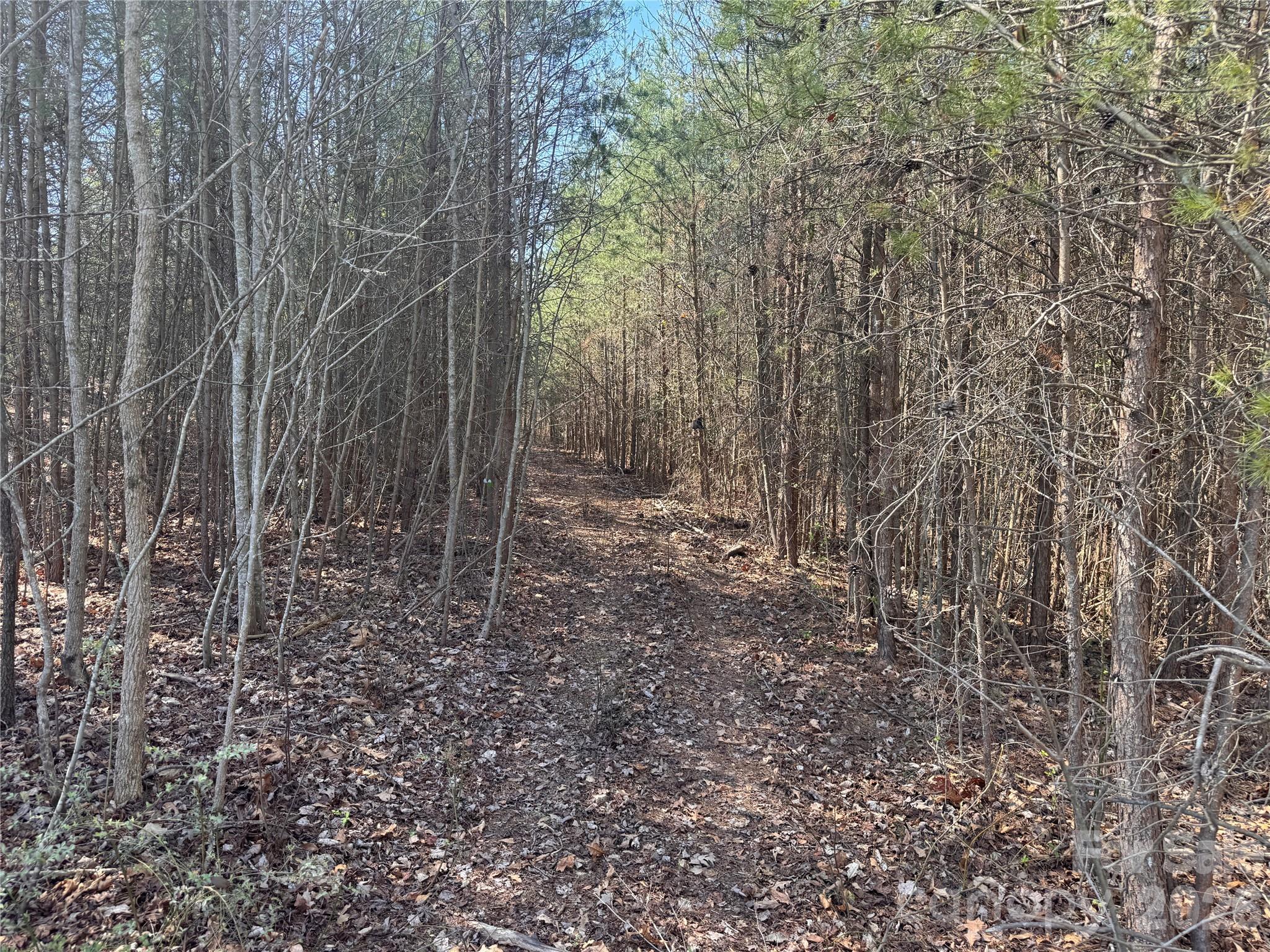 335 Woodrow Hoyle Road Casar, NC 28020 - Photo 24 of 32 a view of a forest with trees in the background