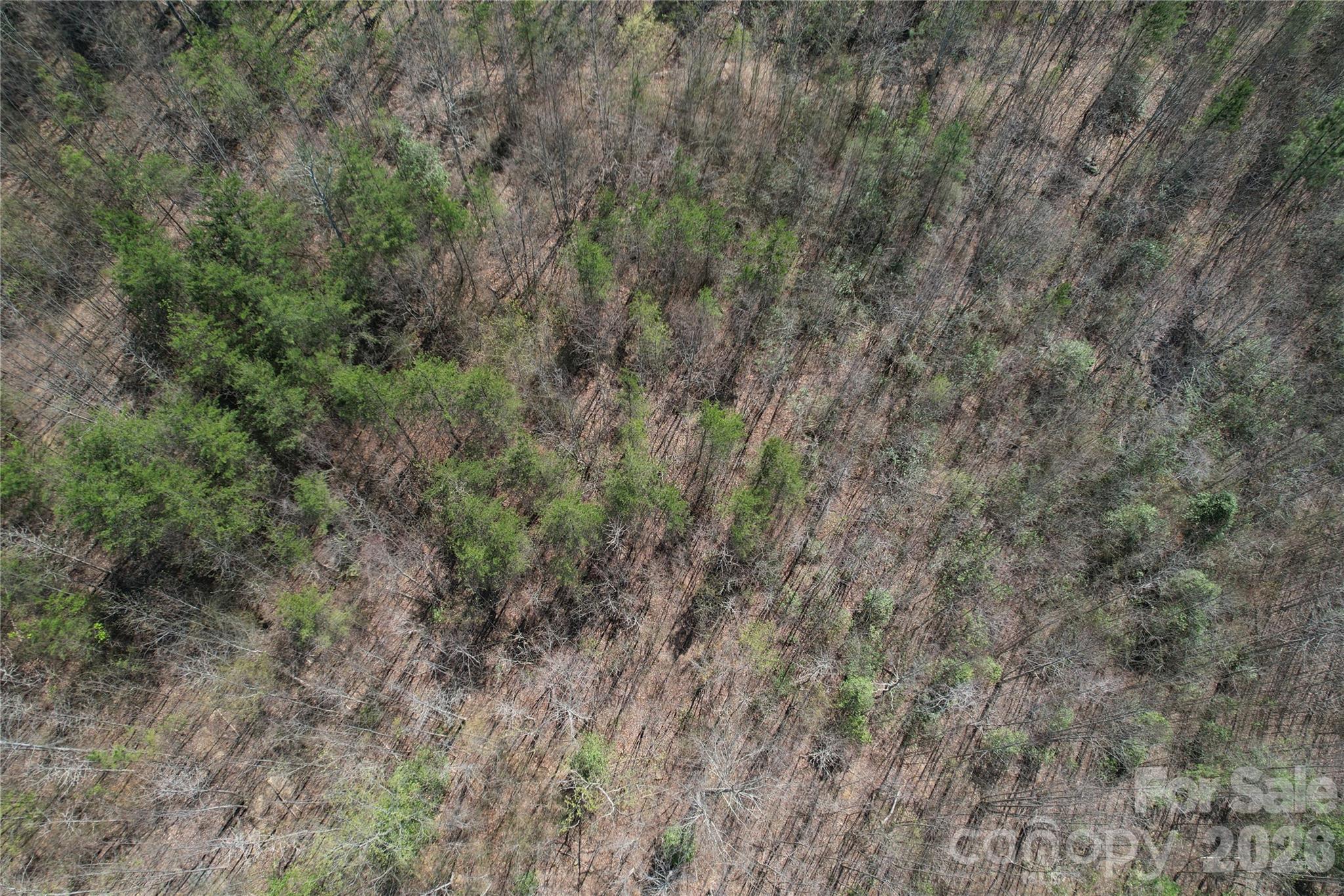 335 Woodrow Hoyle Road Casar, NC 28020 - Photo 29 of 32 a view of a dry yard with green space