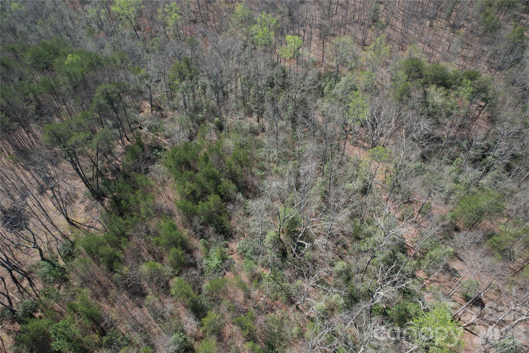 335 Woodrow Hoyle Road Casar, NC 28020 - Photo 31 of 32 a view of a field of grass and trees
