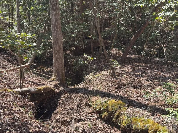 a view of a forest with trees