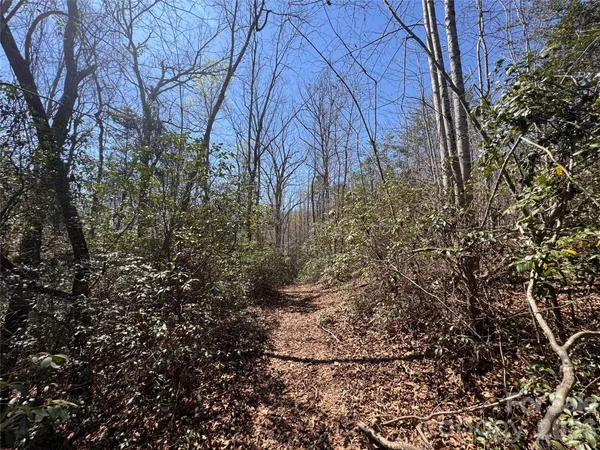 a view of a backyard with trees