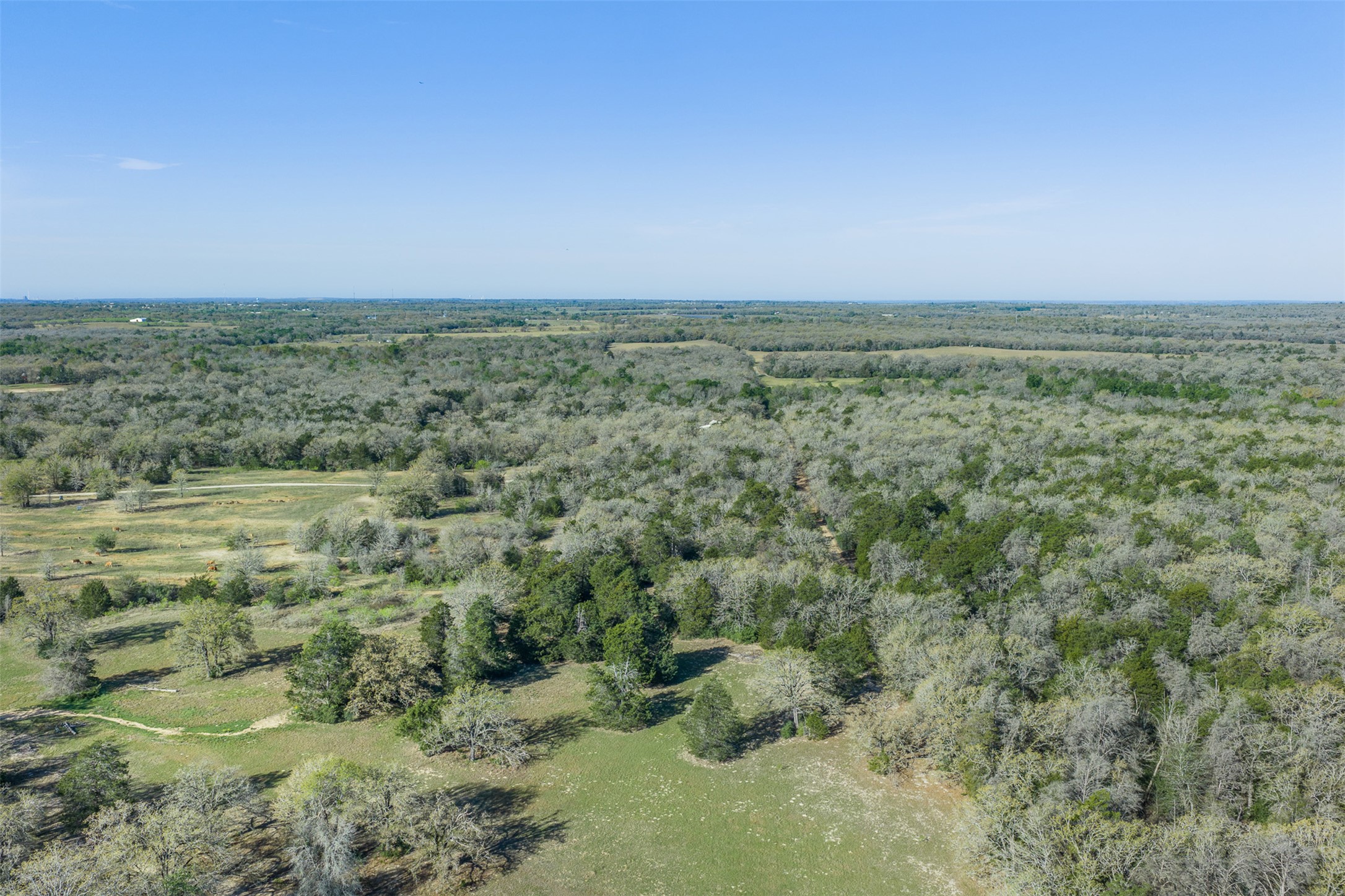 2313 Highway 79 Milano, TX 76556 - Photo 23 of 40 Expansive natural landscape featuring a mix of open grassy areas and dense tree coverage