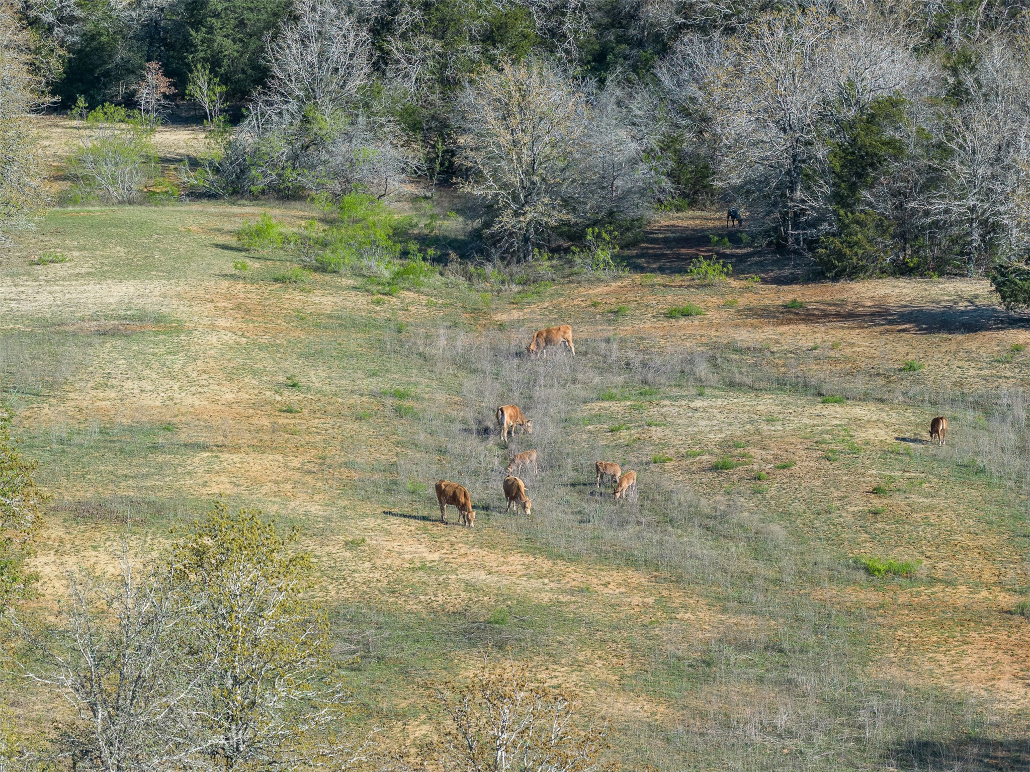 2313 Highway 79 Milano, TX 76556 - Photo 28 of 40 Expansive acreage featuring natural grasslands and mature trees