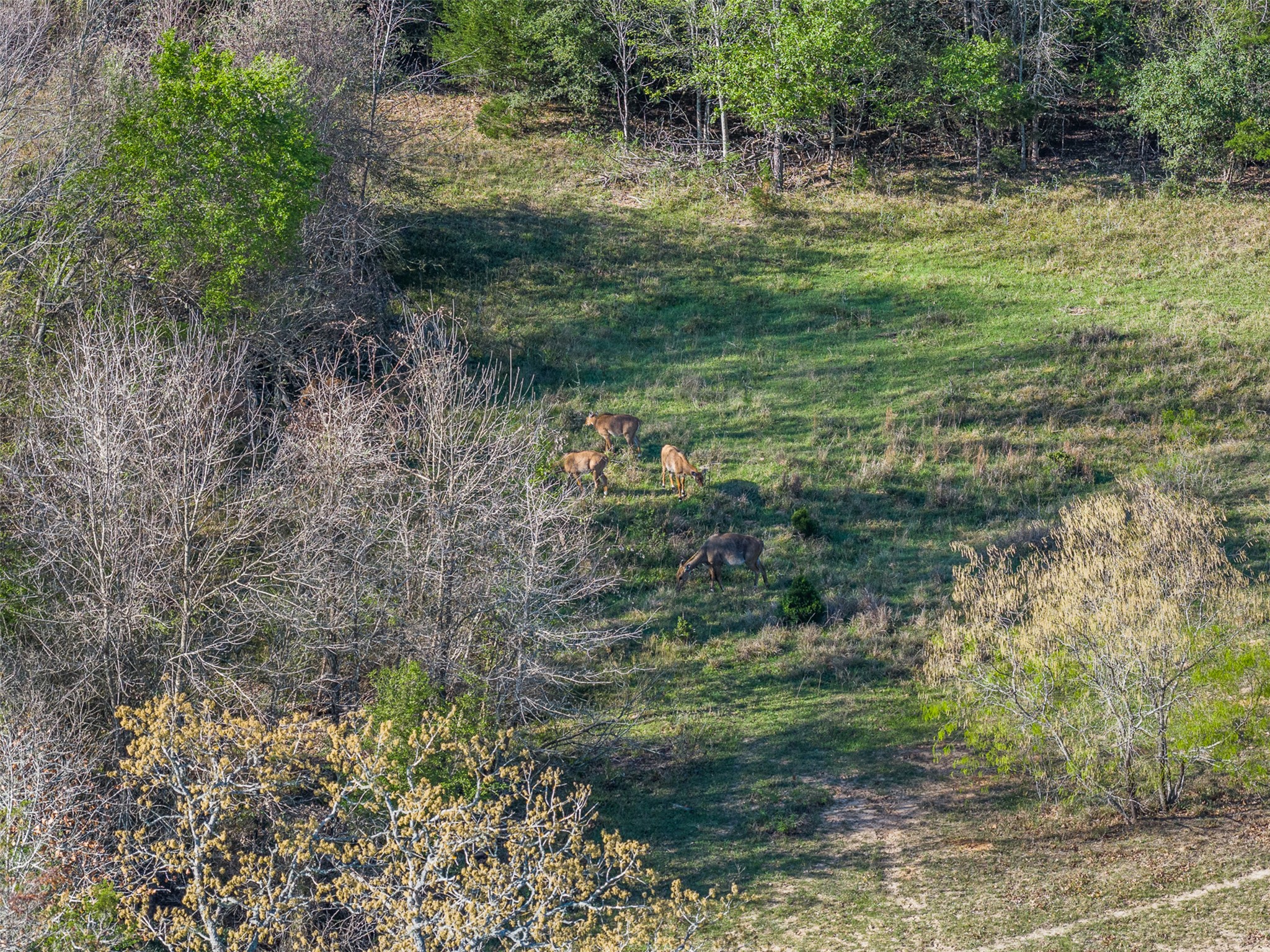2313 Highway 79 Milano, TX 76556 - Photo 29 of 40 Expansive natural landscape featuring a sloped grassy area, mature trees, and dense foliage