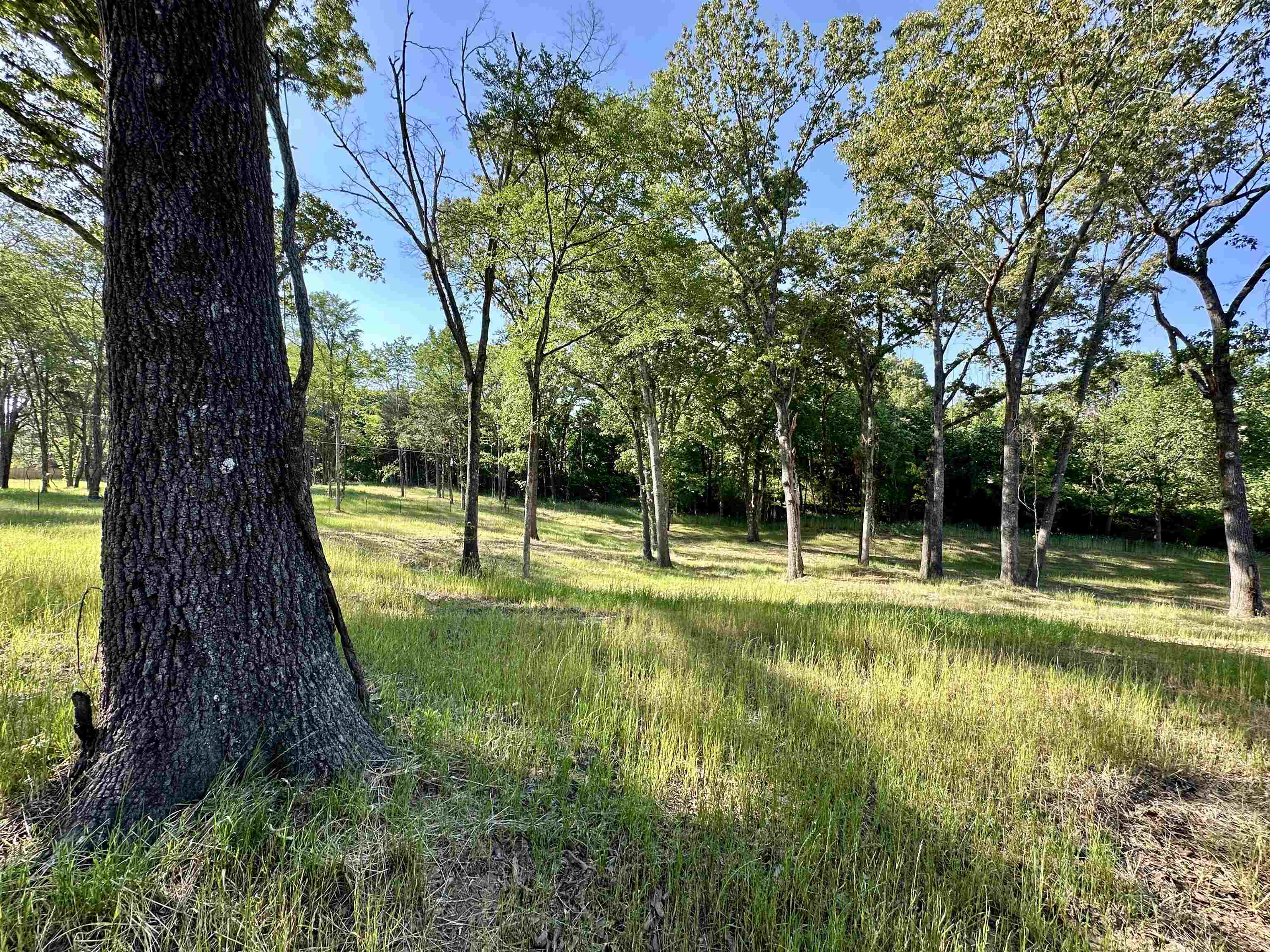 2 Dogwood Road Somerville, TN 38068 - Photo 10 of 12 a view of a yard with a large tree
