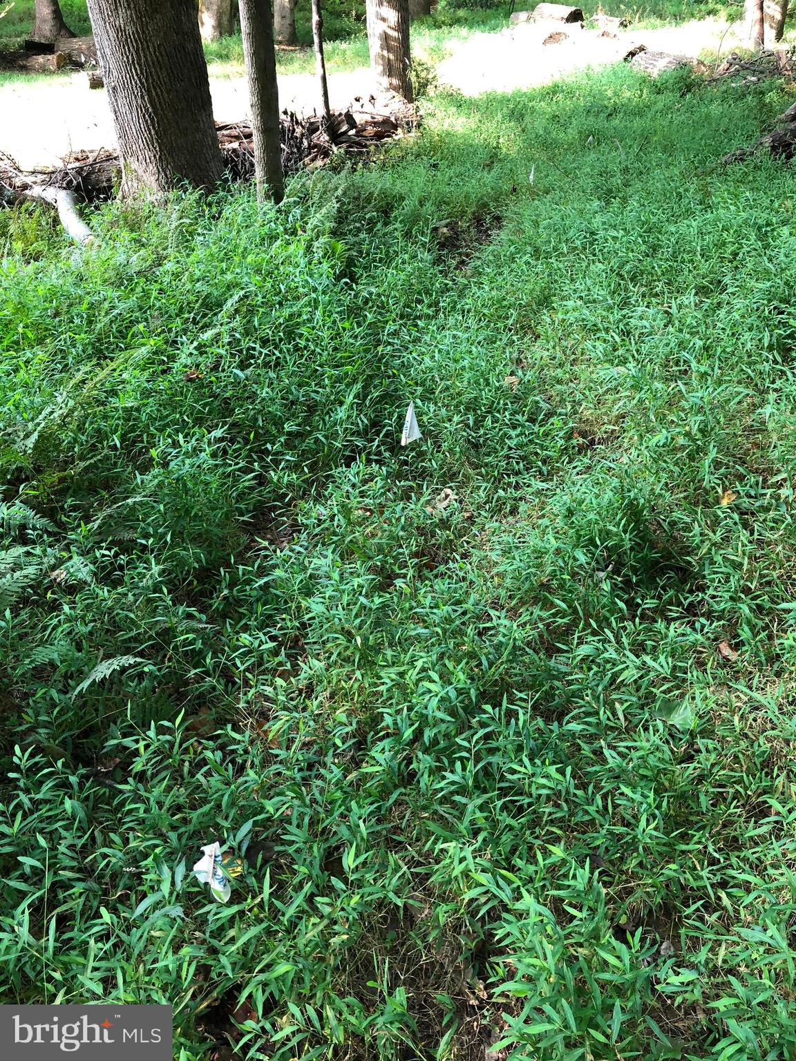 Pine Tree Drive Fairfax, VA 22033 - Photo 11 of 17