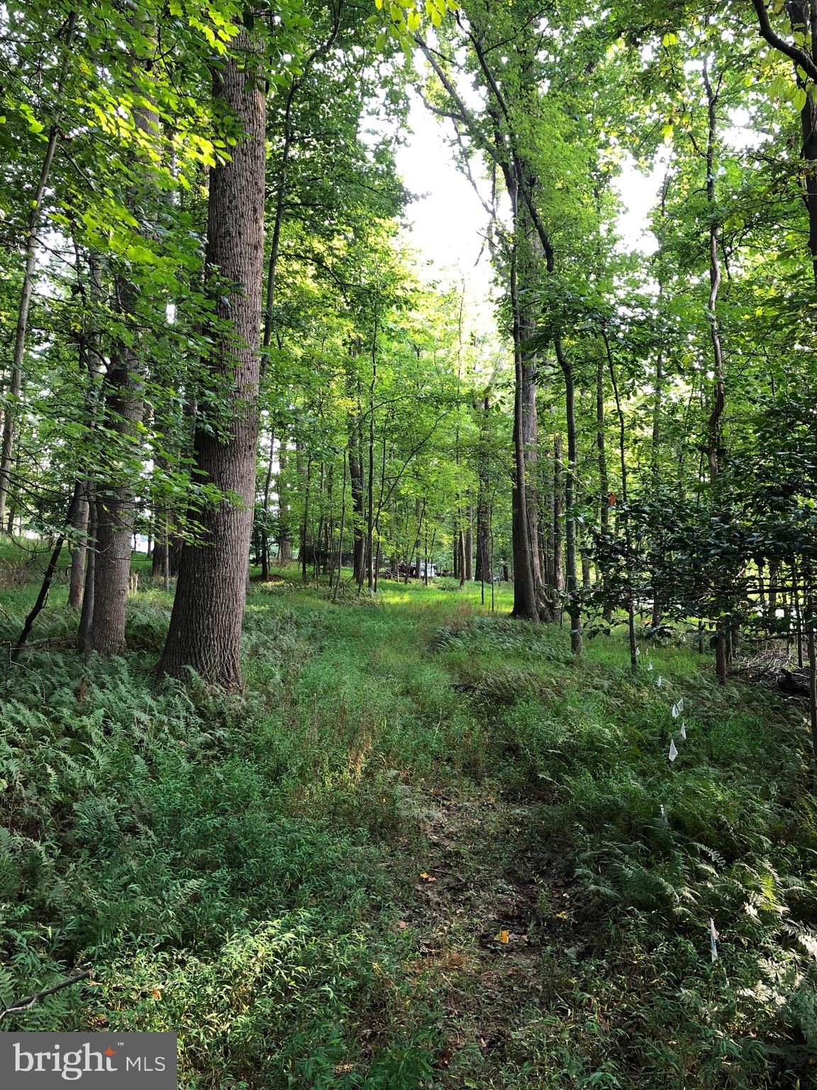 Pine Tree Drive Fairfax, VA 22033 - Photo 13 of 17