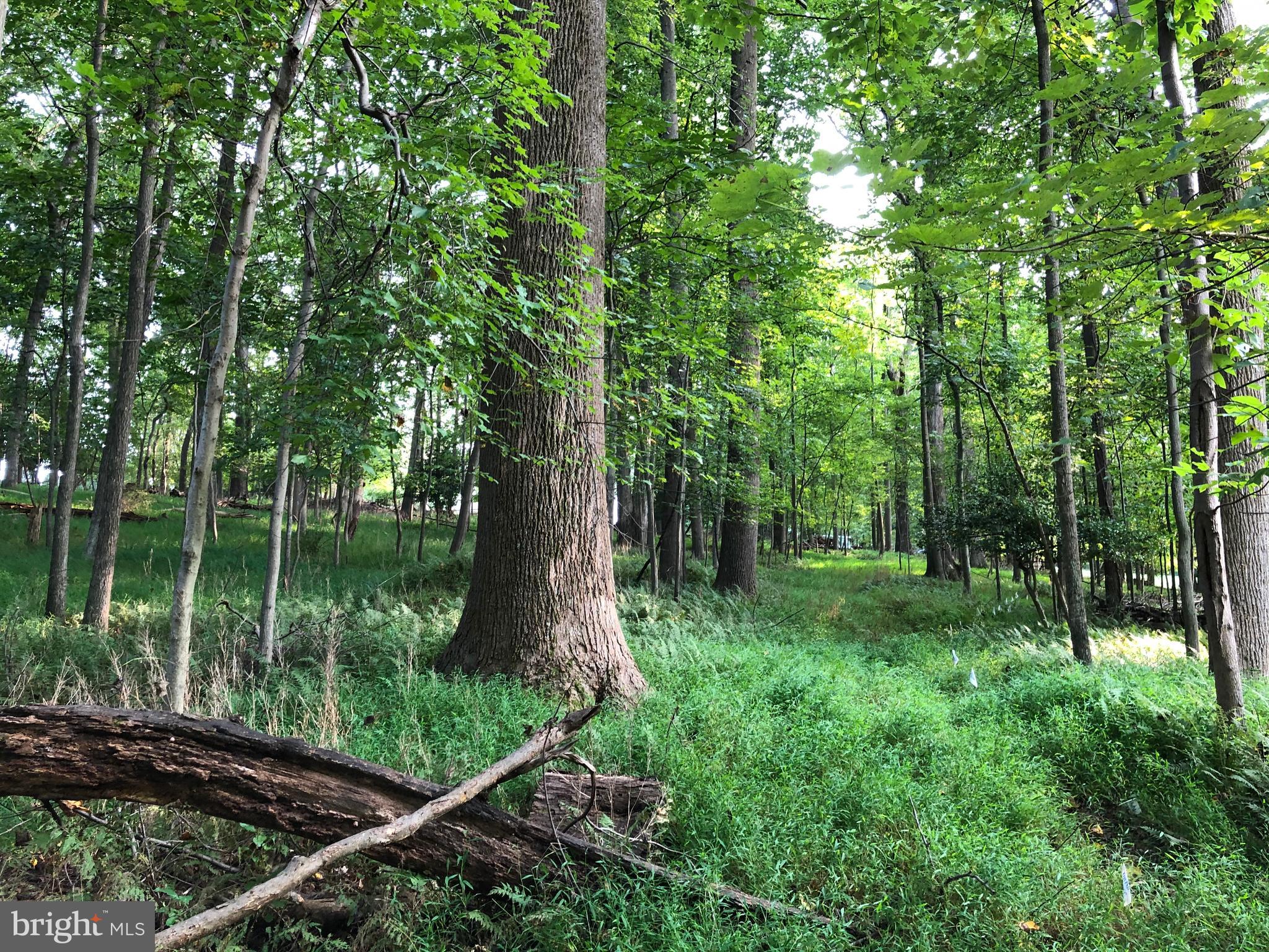 Pine Tree Drive Fairfax, VA 22033 - Photo 15 of 17