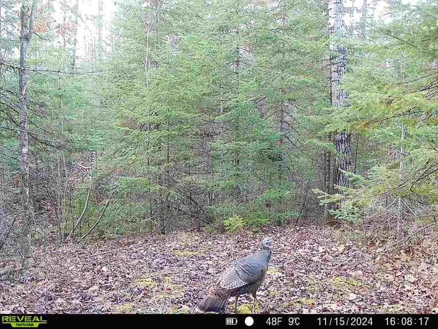 $200,000 | 6692 County Rd C, South Range, WI 54874