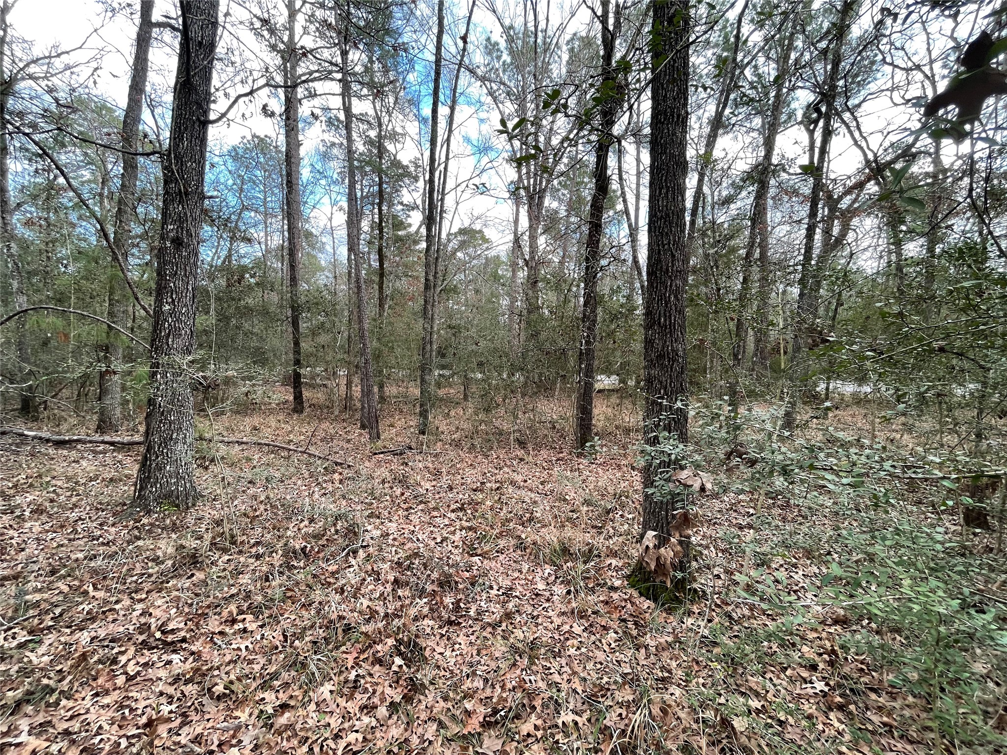 Tbd Fir Court Oakhurst, TX 77359 - Photo 8 of 11