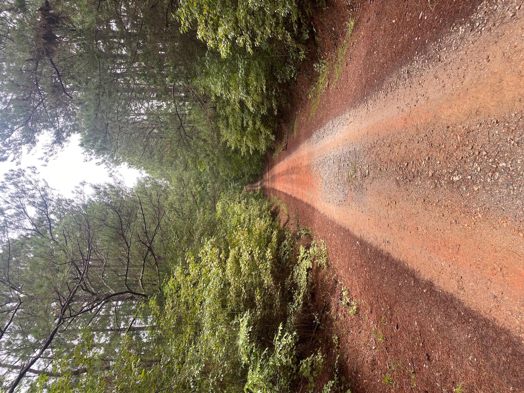 Lot 4 Dozier Road Norwood, GA 30821 - Photo 2 of 7 Clearing