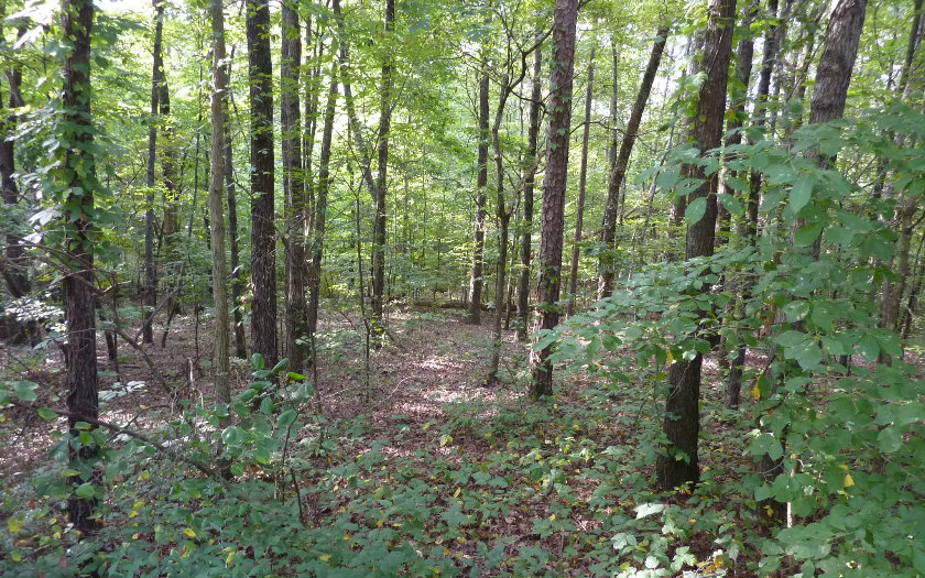 Lot 7 Timber Ridge Lane Ellijay, GA 30540 - Photo 1 of 1 Main View
