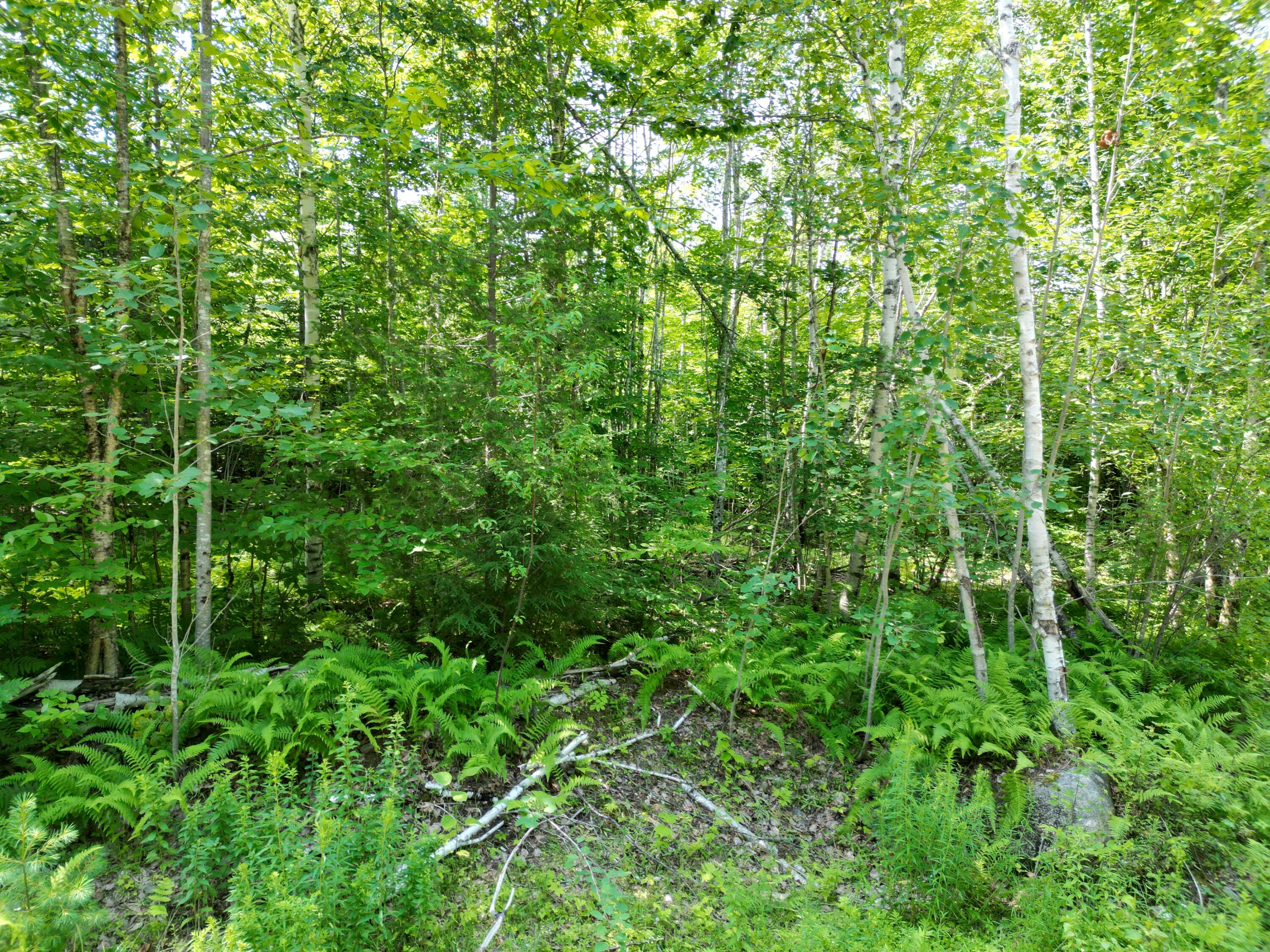Lot 5 Moores Road Springfield, ME 04487 - Photo 6 of 18 DJI_0956