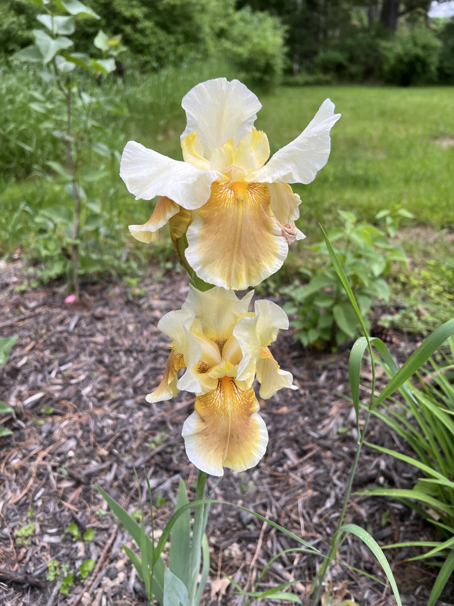 19 Riggs Road Casco, ME 04015 - Photo 19 of 50 Iris