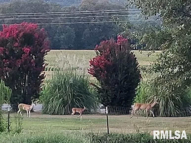 4295 Lick Creek Road Buncombe, IL 62912 - Photo 3 of 26