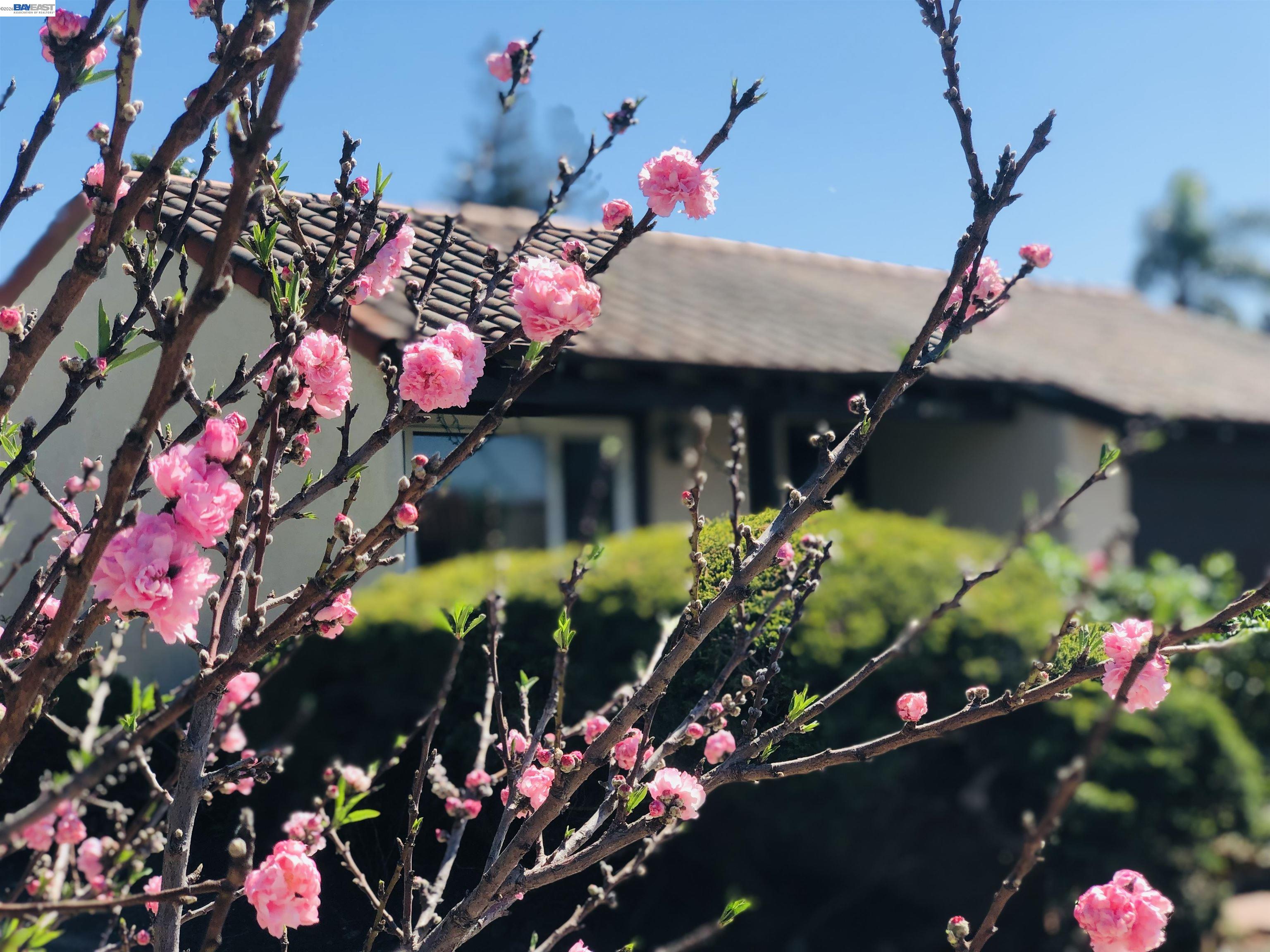 40930 Rioja Court Fremont, CA 94539 - Photo 51 of 55