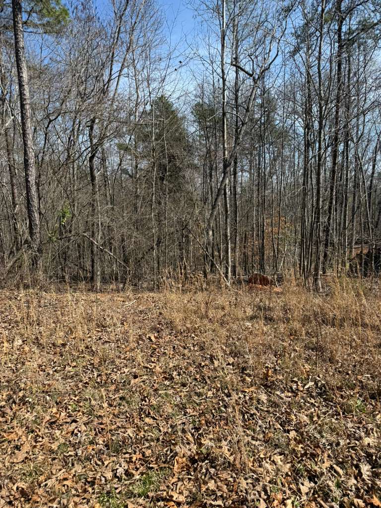 355 Beech Drive Westminster, SC 29693 - Photo 5 of 8 This tranquil wooded lot offers a peaceful retreat for your future home.
