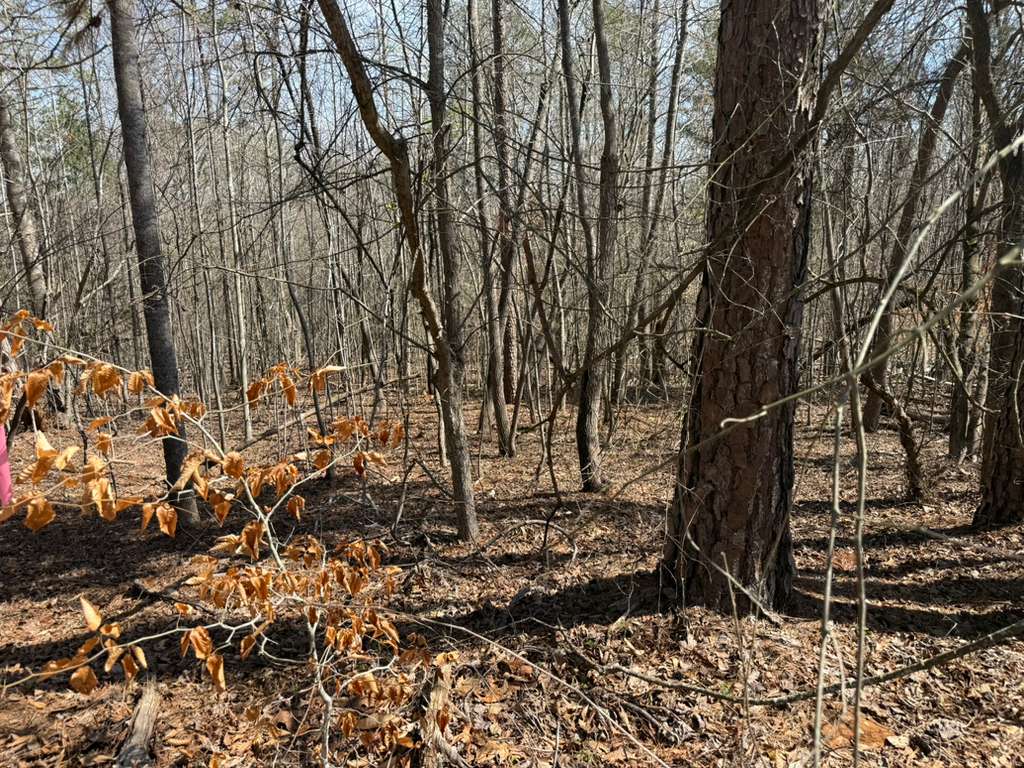 355 Beech Drive Westminster, SC 29693 - Photo 6 of 8 This expansive wooded lot provides a serene setting, perfect for building a private retreat.