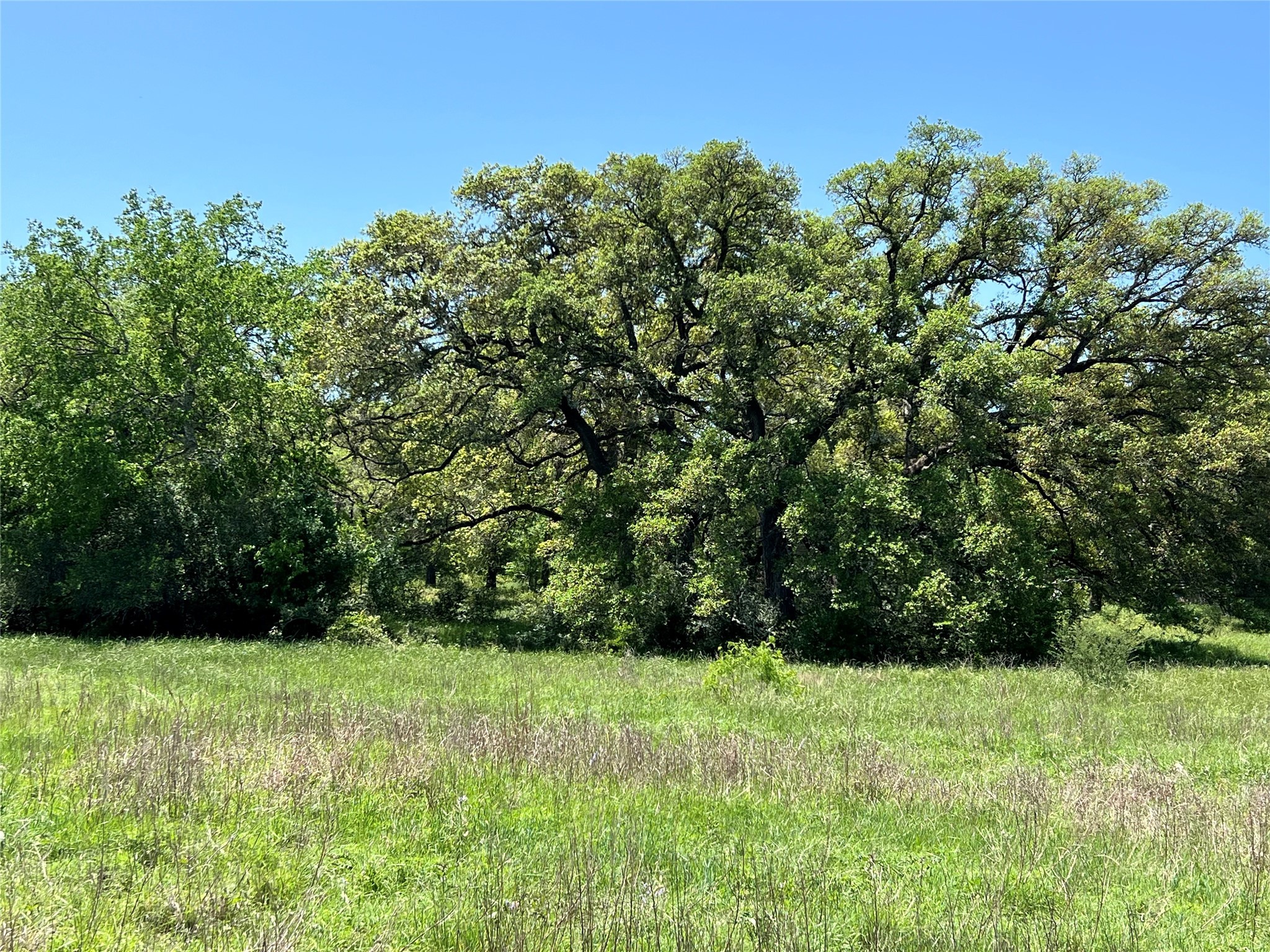 a view of yard with green space