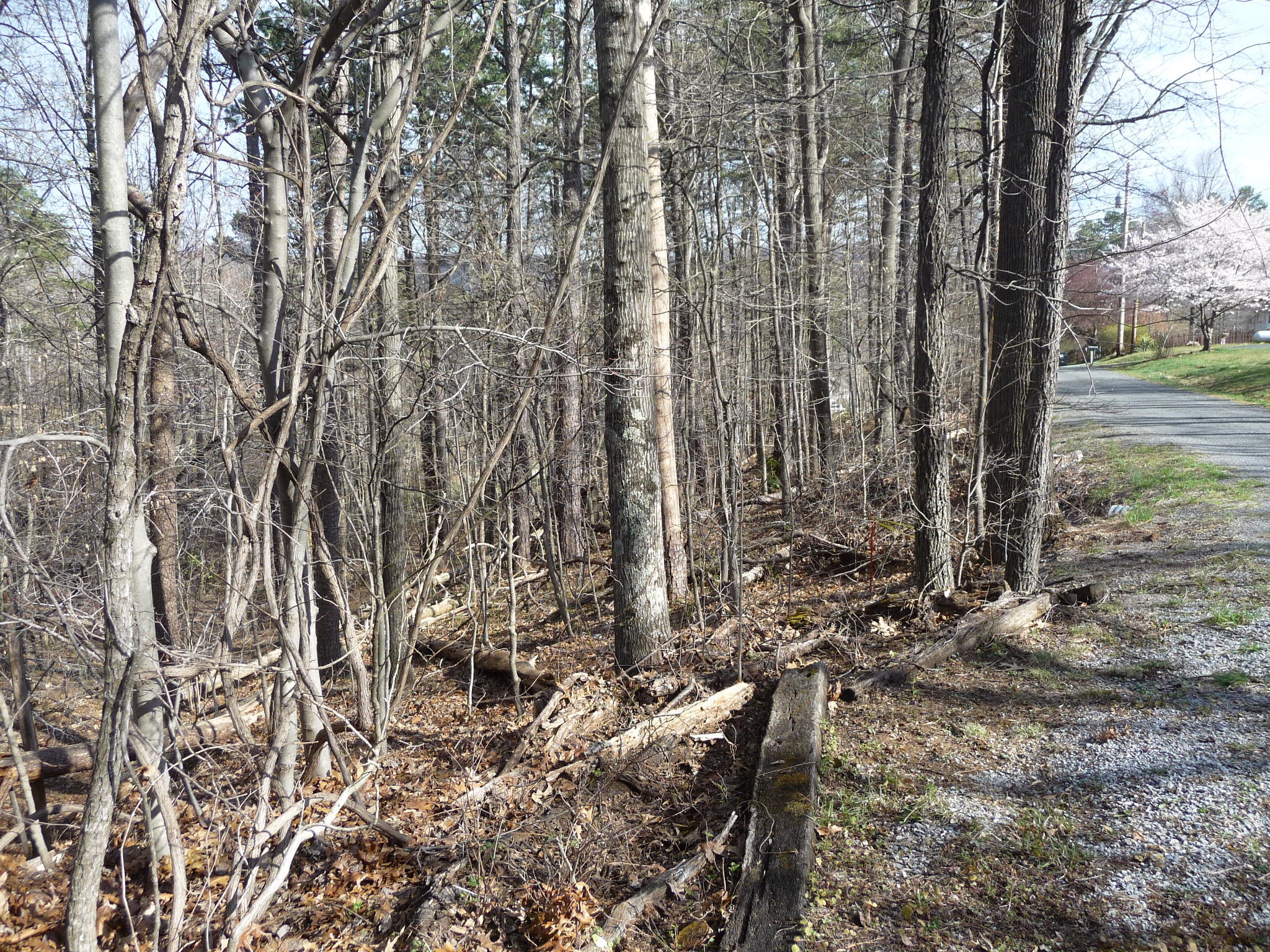 Lot 16 Fields Avenue Blue Ridge, VA 24064 - Photo 3 of 14 a view of a backyard with large trees