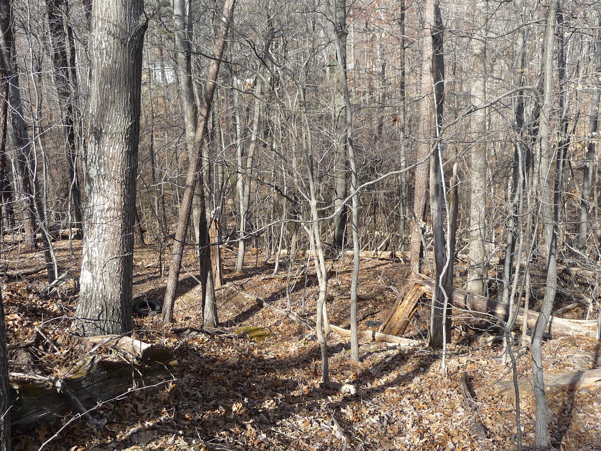 Lot 16 Fields Avenue Blue Ridge, VA 24064 - Photo 5 of 14 a backyard of a house with lots of trees