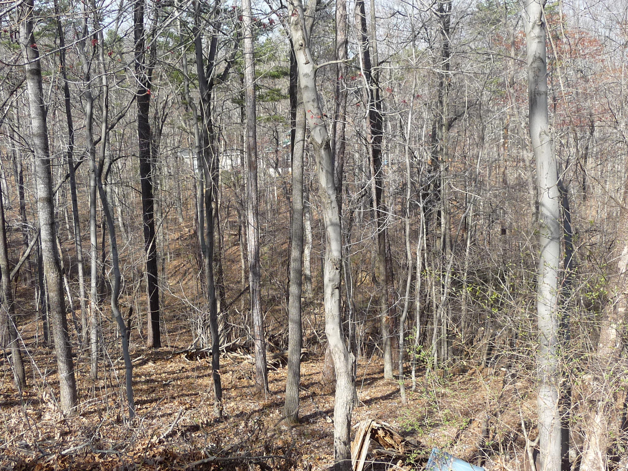 Lot 16 Fields Avenue Blue Ridge, VA 24064 - Photo 6 of 14