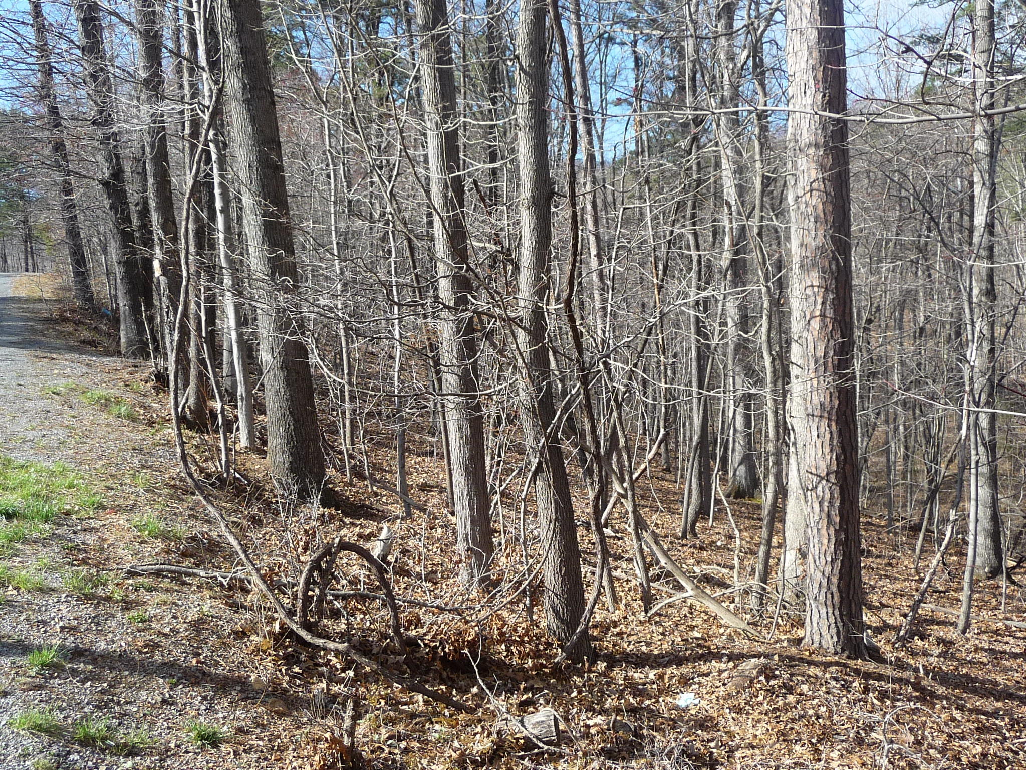 Lot 16 Fields Avenue Blue Ridge, VA 24064 - Photo 7 of 14