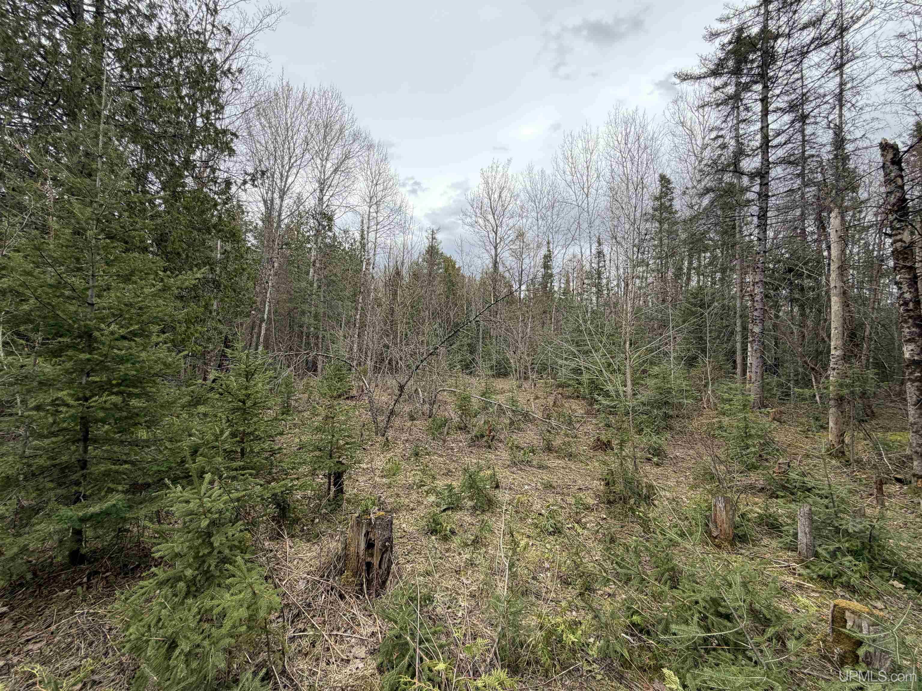 41 Rd Trenary Mi 49891 Road Rapid River, MI 49878 - Photo 2 of 10