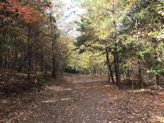 a view of a forest with trees in the background